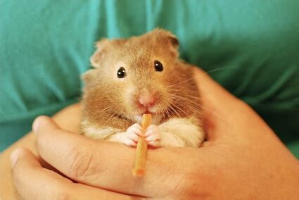 How long is a hamsters memory span