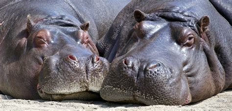 How long is a hippo