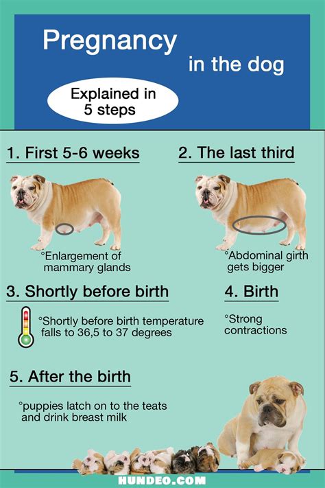 How long is a labrador pregnant
