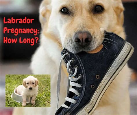 How long is a labs pregnancy