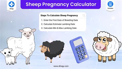 How long is a lamb pregnant