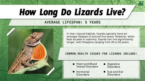 How long is a lizards lifespan