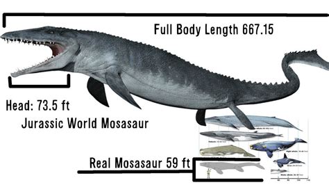 In 1804, the Lewis and Clark Expedition discovered a now-lost fossil skeleton alongside the Missouri River, which was identified as a 45-foot (14 m) long fish. [] Richard Ellis speculated in 2003 that this may have been the earliest discovery of the second species M. missouriensis, [] although competing speculations exist. [] In 1818, a fossil …. 