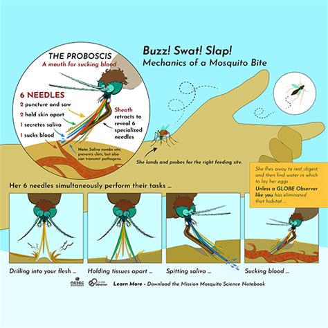 How long is a mosquito proboscis