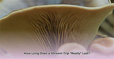 How long is a shroom trip