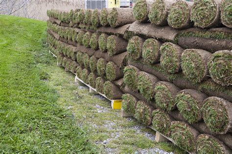 How long is a sod roll