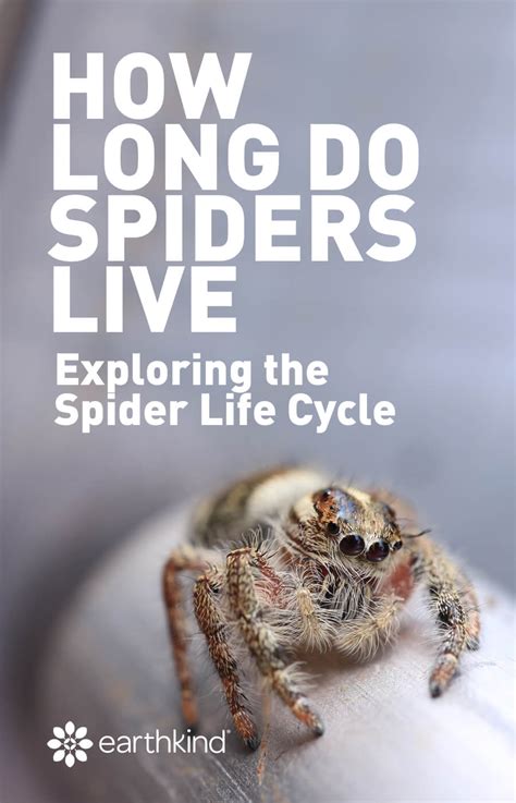 How long is a spiders life