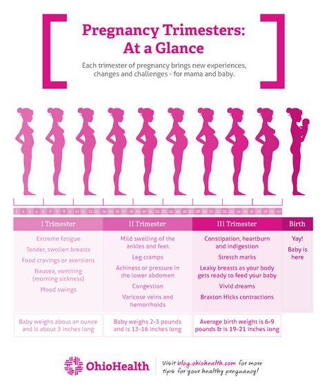 How long is a trimester in pregnancy