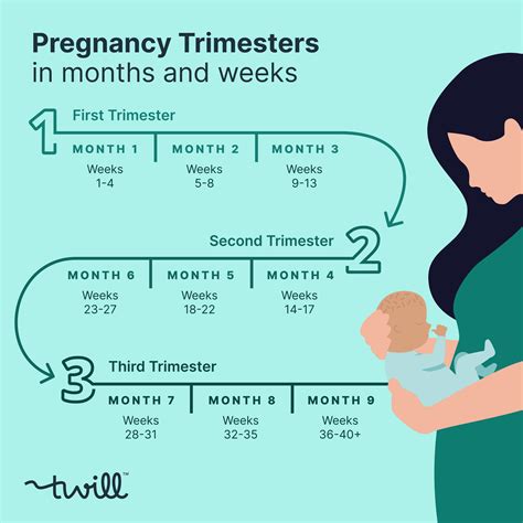 How long is a trimester of pregnancy