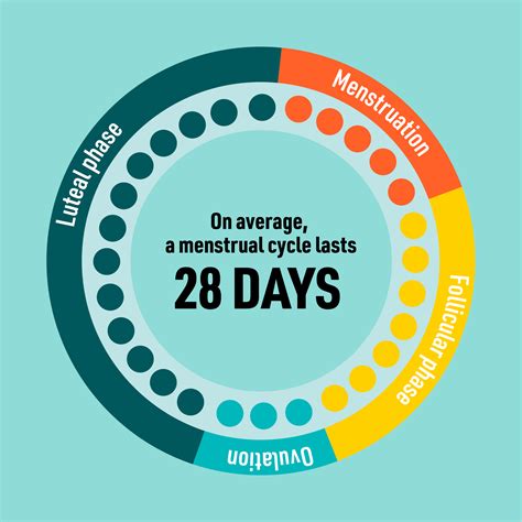 How long is an average cycle