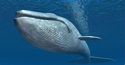 How long is blue whale. A newborn blue whale is 23 feet (7m) long and weighs up to three tons (5950lbs or 2700kg),which is about the size of a full grown hippo! For the first six or seven months of life, a baby blue whale drinks about 100-150 gallons (380-570 liters) of his or her mom's fat-laden milk (it is 35-50% fat) every day, (about enough to fill a bath). 
