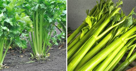 How long is celery good for
