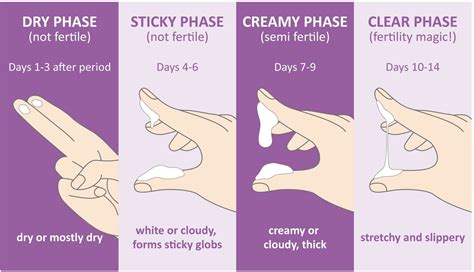 How long is cervical mucus fertile