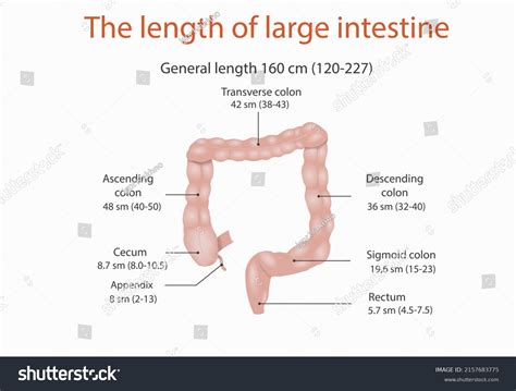 How long is each intestine