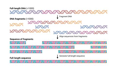 How long is human dna sequence