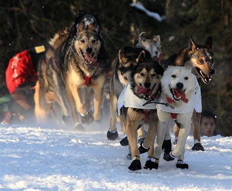 How long is iditarod