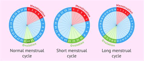 How long is my cycle