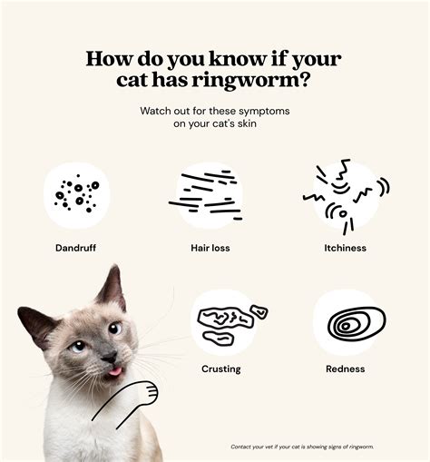 How long is ringworm contagious in cats