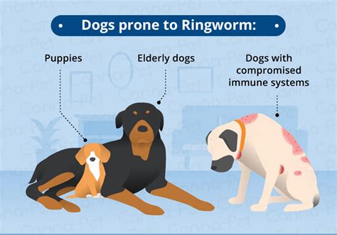 How long is ringworm contagious in dogs