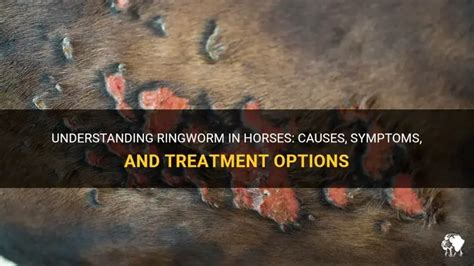 How long is ringworm contagious in horses
