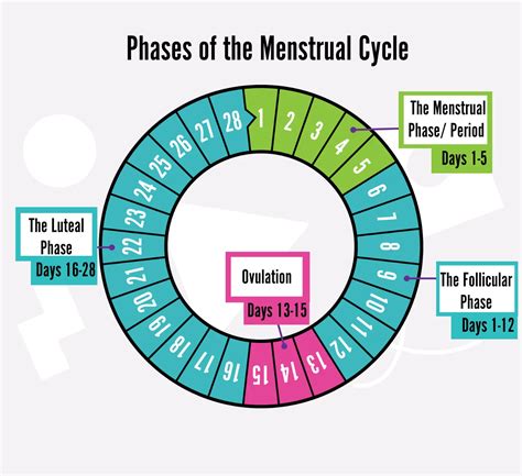 How long is womans cycle