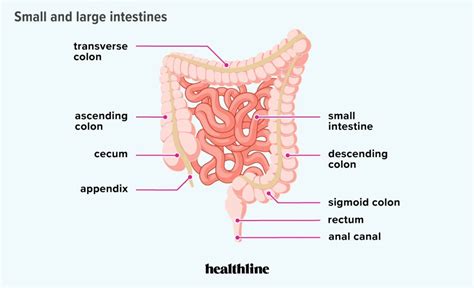How long is your colon and intestines
