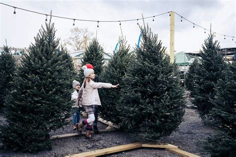 How long should a christmas tree last