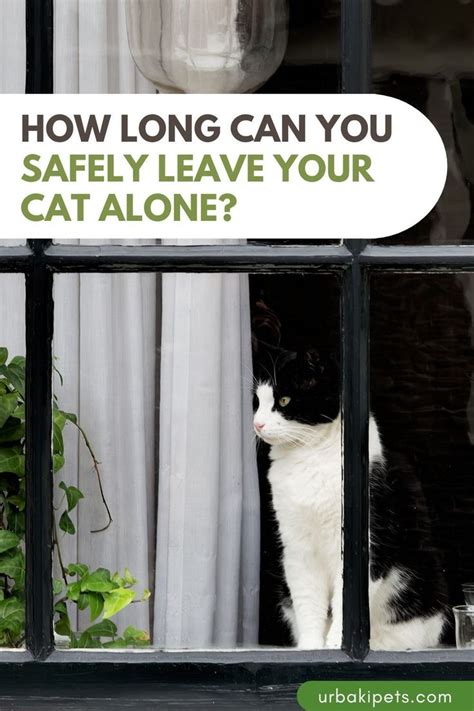 How long should cats be left alone