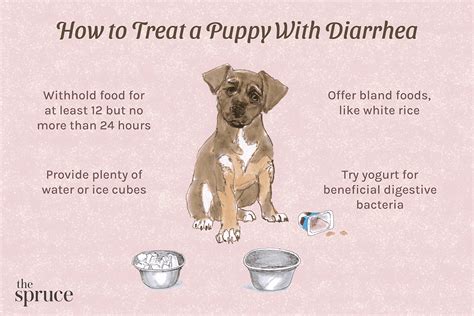 How long should diarrhea last in dogs