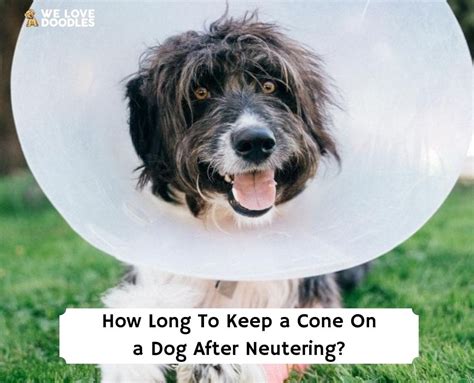 How long should dog keep cone on