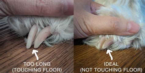 How long should dog toenails be