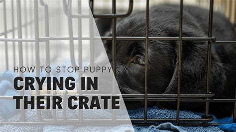 How long should puppy cry in crate