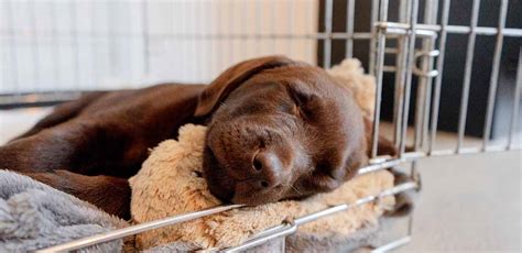 How long should puppy sleep in crate