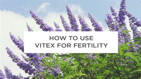 How long should you take vitex