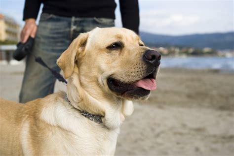 How long to labradors live. Things To Know About How long to labradors live. 