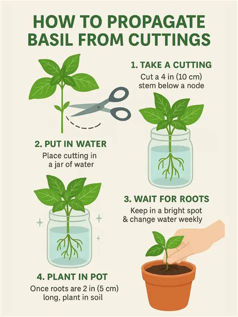 How long to propagate basil in water.  Discover materials needed and care ti...