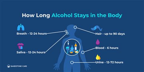 How long will alcohol stay in system
