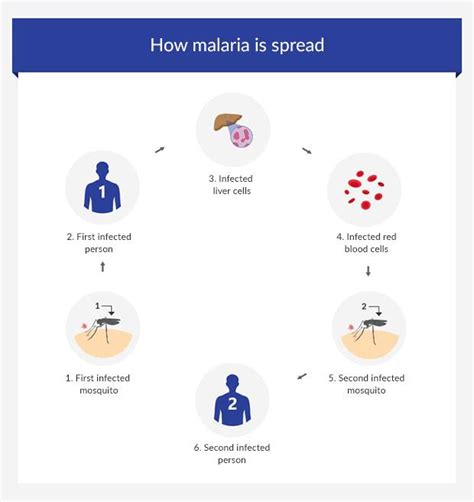 How malaria is spread