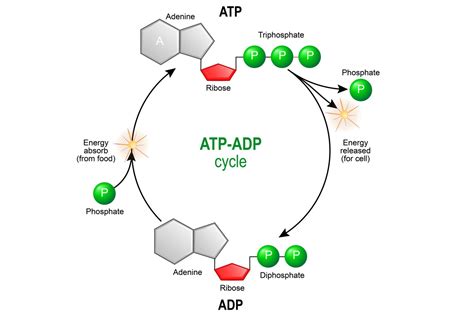 How many ATP are produced in electron transport chain?