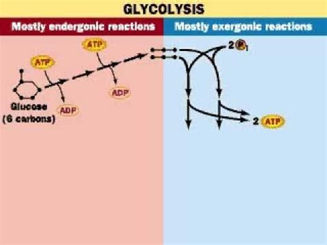 How many ATPs does Glycolysis produce - YouTube