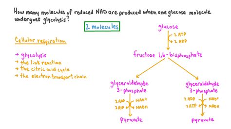 How many NADH are produced? – KnowledgeBurrow.com