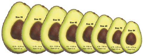 How many Oz is a medium avocado? – KnowledgeBurrow.com