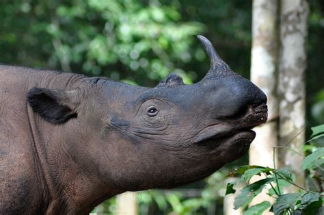 How many Sumatran rhinos are left in the world? - TimesMojo