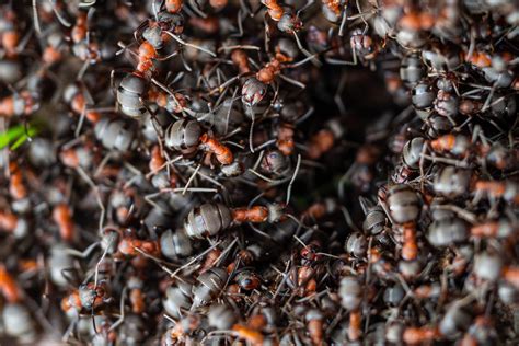 How many ant in the world - studystoph.com