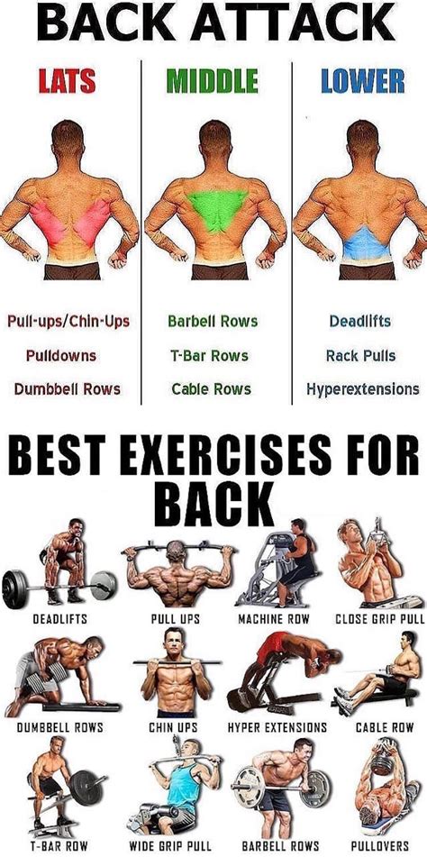 How many back exercises should i do