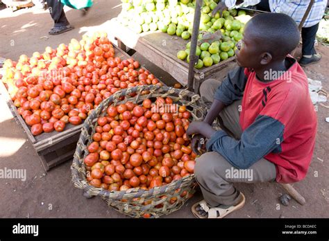How many boxes of tomatoes per acre in uganda.  The .  The ABSTRACT Tom...