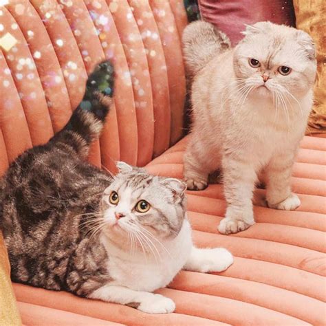 How many cats does taylor swift own