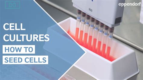 How many cells should I seed into cell culture plates to achieve ... - NEB