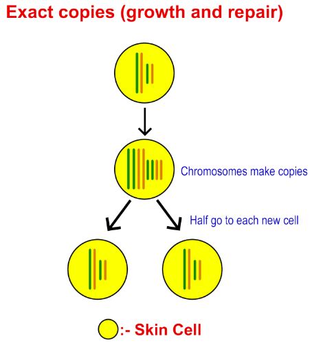 How many chromosomes are there in a skin cell? - AssignmentGeek