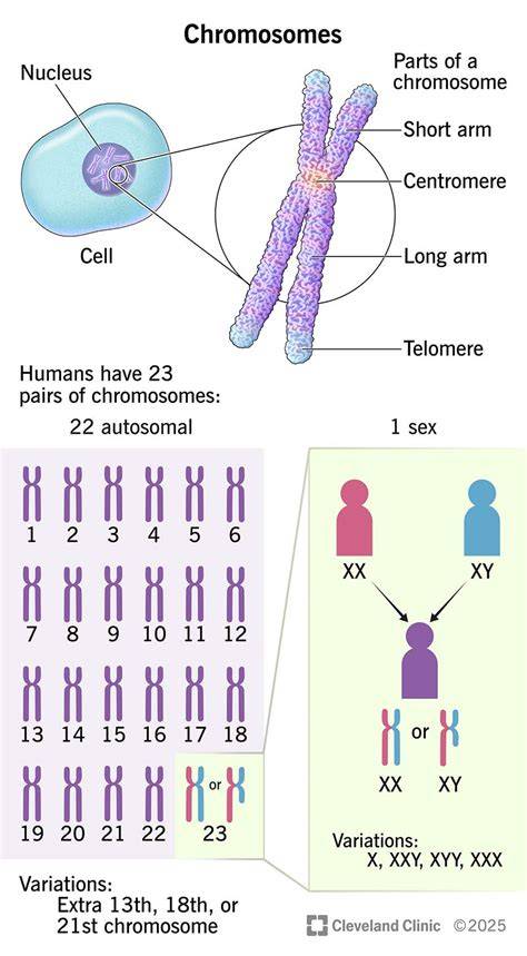 How many chromosomes do humans have.  Organisms that appear more complex d...